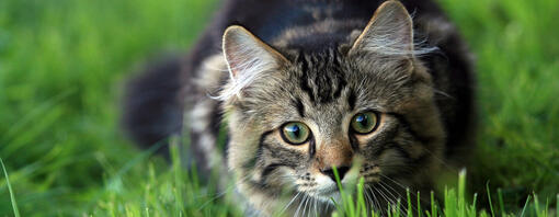 Cat eats grass then vomits best sale